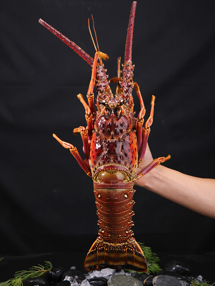 品味深海珍饈 百鮮薈古巴龍蝦、大花龍蝦、青澳龍冷凍海鮮禮盒，盡享年夜盛宴與送禮佳選